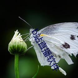 b站直播软件