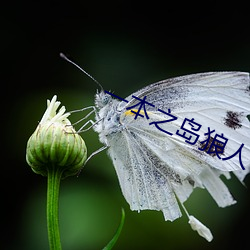 一本之島狼人芒果視頻