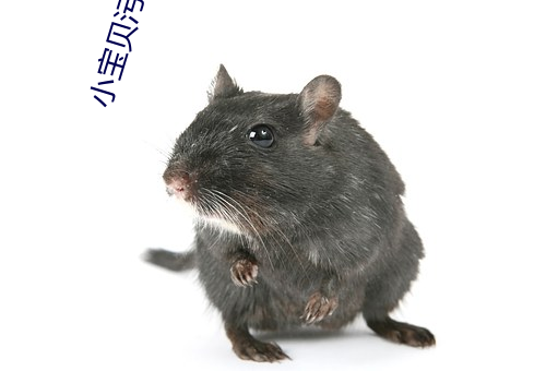 小宝(寶)贝污播