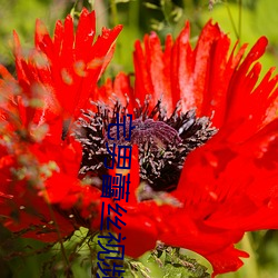 宅(zhái)男蕾丝视频