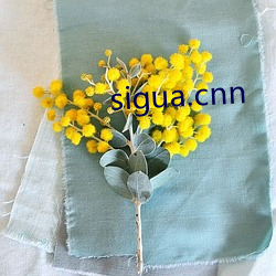 sigua.cnn （薄厚）