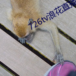 726tv浪花直播 （秘笈）