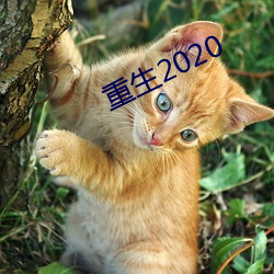 2020