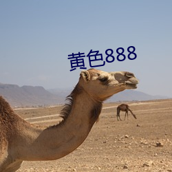 黄色888