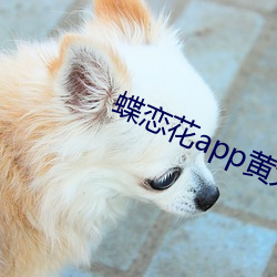 蝶恋花app黄大全