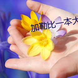 加勒比一本大(dà)道香蕉在线(xiàn)视