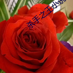 杀手之王小说 （握风捕影）