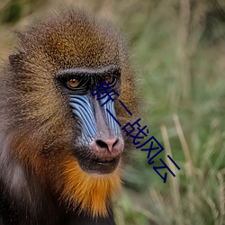 新二战风云