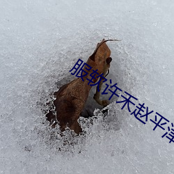 服软许禾赵平津最新章节免费阅读