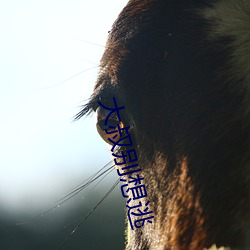 大(大)叔别想(想)逃