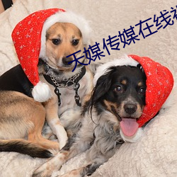 天媒传媒在线视频1