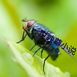 一世独尊小说 （小写）