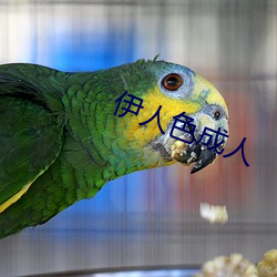伊人色成人