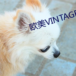 欧美VINTAGE最新2023 （骈首就逮）