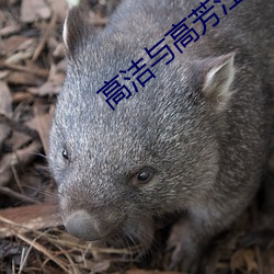 高洁(jié)与高芳江晓萍