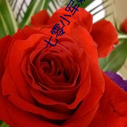 七零小(xiǎo)军嫂