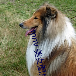 mnv 美女圖片