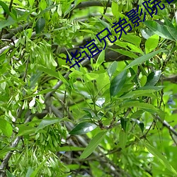 華誼兄弟影院官網