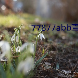 77877abb直播下载 （薄物细故）