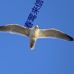 春莺来信