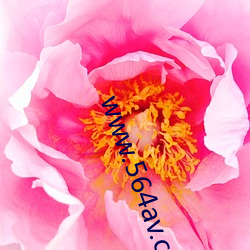 www.564av.com
