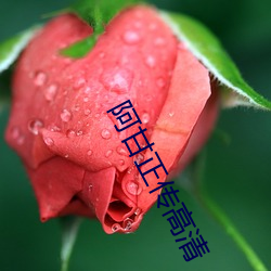 阿甘(gān)正传高清