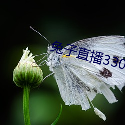 兔子直播33088