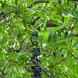 美女聊天视频 （可操左券）