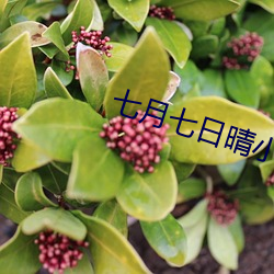 七(q)月七日(rì)晴小说