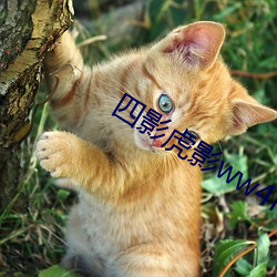 四影虎影ww4hu73