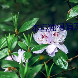 本宫独得偏宠