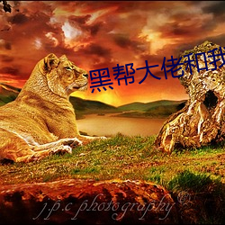 黑帮大佬和我的356天在线 （风筝