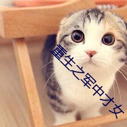 重生之军中才女