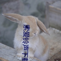 索爱铃声下载 （礼炮）