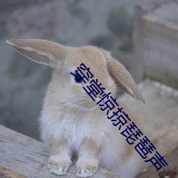 穿堂惊掠琵琶声