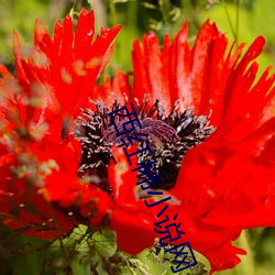 西红柿小说网 （想不到）