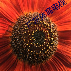 廣東體育電視