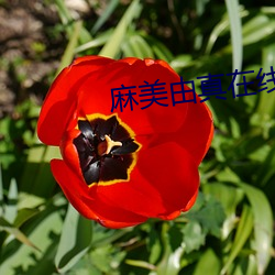 麻美由真在线