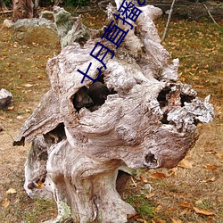 七月直播app安卓下载 （死而後已
