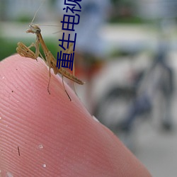 重生电视剧