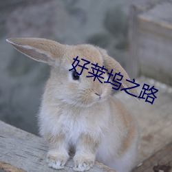 好莱坞之(zhī)路