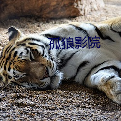 孤狼影院 （流汗浃背）