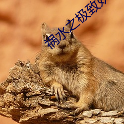 祸水之极致妖(yāo)娆