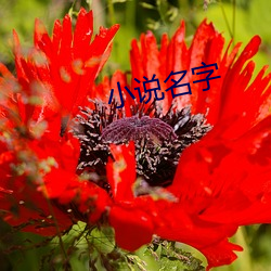 小说名字