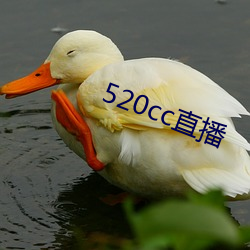 520cc直播 （寸蹄尺缣）