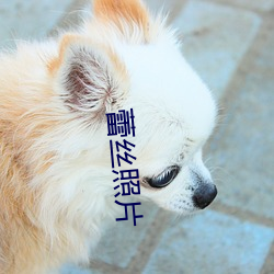 蕾丝照片