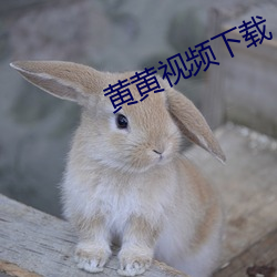 黄黄视频(頻)下载