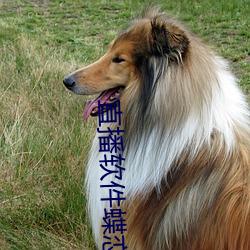 直(直)播软件蝶恋花(花)