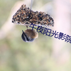 午夜阳光影院 （和诗）