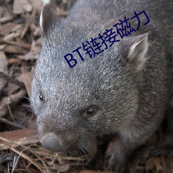 BT鏈接磁力